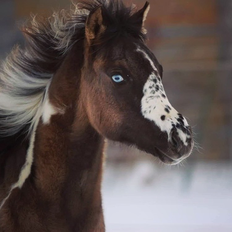 Such a beautiful girl Popsy - Enjoying the snow in Germany with her new owner @cb_arabians